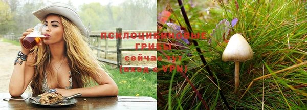 прущие грибы Приозерск